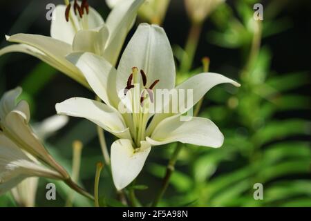 Bel fiore di giglio su sfondo verde foglie. Lilium longiflorum fiori in giardino. Trama di fondo pianta giglio fuoco con boccioli d'arancio. Immagine Foto Stock