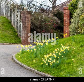 Una Banca di Daffodils. Foto Stock
