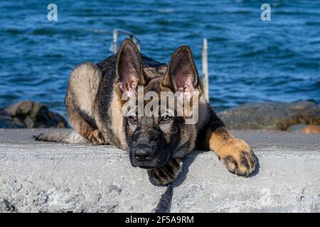 Un ritratto da vicino di un cucciolo di pastore tedesco di quindici settimane. Cielo blu e oceano sullo sfondo Foto Stock