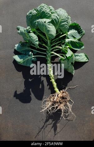 Radici gonfie e distorte di una pianta di Brussel Sprout causata da Clubroot, Plasmodiophora brasicae Mastigomicotina, una malattia fungina dei cavoli. Foto Stock