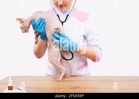 Una giovane donna veterinario con un sorriso tiene una sfinge nelle sue mani e ascolta con uno stetoscopio. Sfondo bianco con spazio laterale per il testo o. Foto Stock