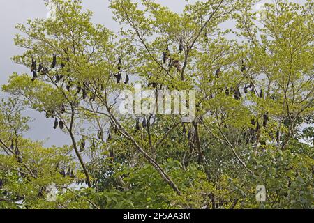 Bat di frutta con spettacolo - rospo diurno lungo il fiume Pteropus cospicillatus Daintree Queensland, Australia MA003198 Foto Stock