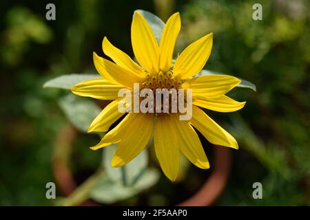 Helianthus 'Lemon Queen' fiori Foto Stock