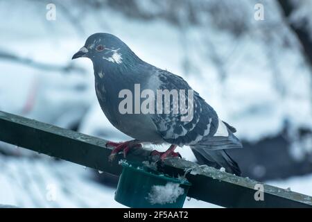 Piccione grigio della città arroccato su una ringhiera balcone, vista invernale Foto Stock