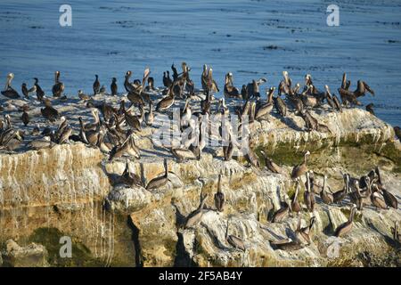 Paesaggio panoramico con pellicani, garzette e cormorani sulle rocce di Natural Bridges state Beach a Santa Cruz, California USA. Foto Stock