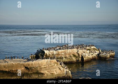 Paesaggio panoramico con pellicani, garzette e cormorani sulle rocce di Natural Bridges state Beach a Santa Cruz, California USA. Foto Stock