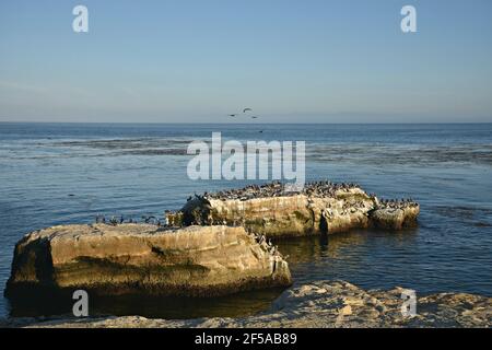 Paesaggio panoramico con pellicani, garzette e cormorani sulle rocce di Natural Bridges state Beach a Santa Cruz, California USA. Foto Stock