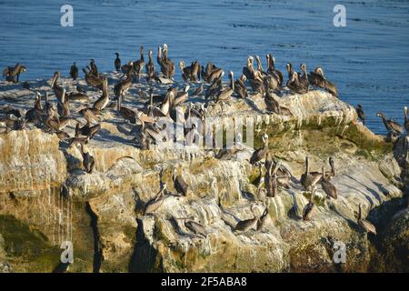 Paesaggio panoramico con pellicani, garzette e cormorani sulle rocce di Natural Bridges state Beach a Santa Cruz, California USA. Foto Stock