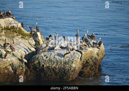 Paesaggio panoramico con pellicani, garzette e cormorani sulle rocce di Natural Bridges state Beach a Santa Cruz, California USA. Foto Stock