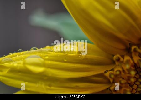 Gocce di pioggia su giallo Helianthus 'Lemon Queen' fiore Foto Stock