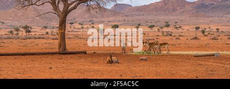 Un gruppo di Kudus nel Parco Nazionale Namib Naukluft in Namibia, paesaggio montano di fondo Foto Stock