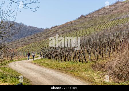 Sentieri escursionistici sull'Ahr vicino Mayschoss, Germania Foto Stock