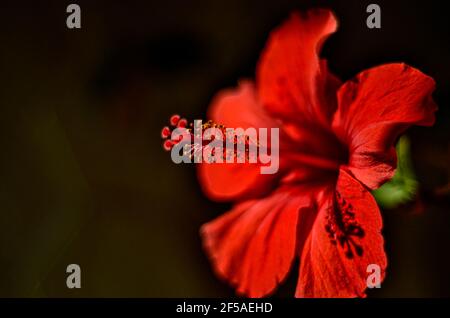 ??????? ????????? ? ????? ?? ?????? ??????????? ???? Foto Stock