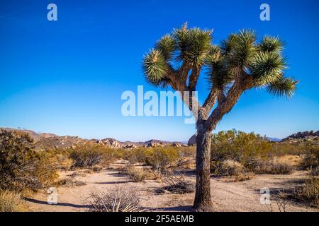 Alberi di Joshua a Joshua Tree National Park Foto Stock