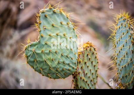 Un cactus nel deserto di Joshua Tree National Park Foto Stock