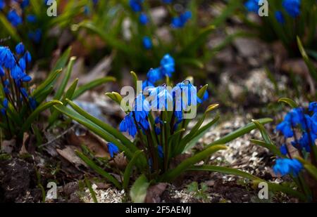 Primi fiori primaverili - primorete blu tra foglie verdi su terreno scuro. Foto Stock