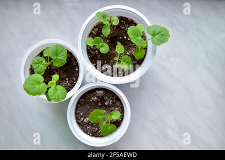Tre tazze con germogli di fiori verdi sul davanzale Foto Stock