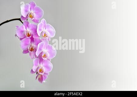 Ramoscello fiorito di orchidea su sfondo grigio Foto Stock