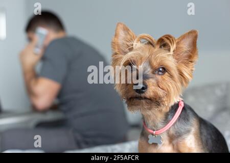 Un uomo parla al telefono in background, in primo piano è un cane Foto Stock