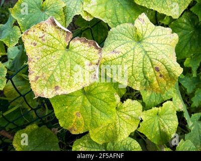 Foglie di cetriolo infettate con muffa discendente Foto Stock