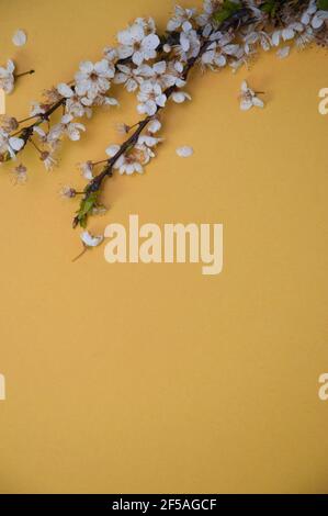 Albero di ciliegio fiorito ramo su fondo giallo profondo, concetto di primavera con spazio di copia, fiore cornice primavera, piatto, vista dall'alto Foto Stock