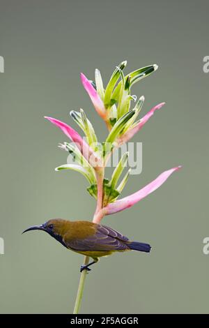 Sunbird a base di olive - alimentazione maschile su Heliconia flowerCinnyris jugularis Singapore BI031759 Foto Stock