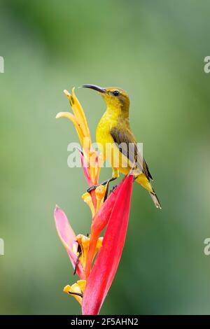 Sunbird a base di olive - alimentazione femminile su Heliconia flowerCinnyris jugularis Singapore BI031776 Foto Stock