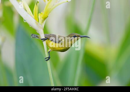 Sunbird a base di olive - alimentazione femminile su Heliconia flowerCinnyris jugularis Singapore BI031778 Foto Stock