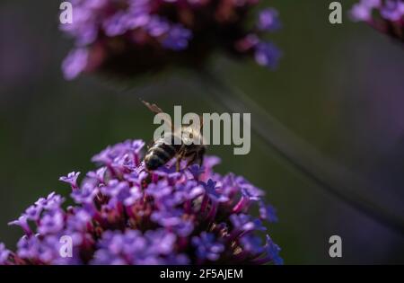 Fiori viola Perez's Sea Lavanda Foto Stock