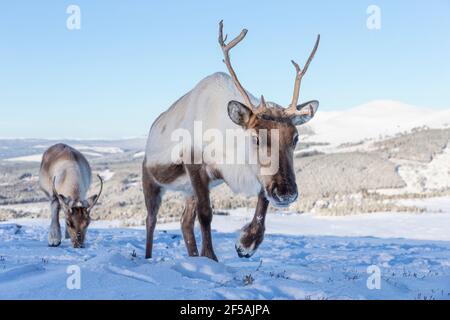 Renna (Rangifer tarandus), Cairngorms National Park, Scozia, Regno Unito Foto Stock