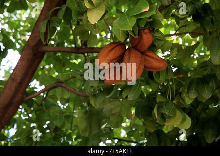 salvador, bahia, brasile - 6 gennaio 2021: Frutta di monguba (Pachira aquatica Aubl.), popolarmente conosciuta come munguba, castanhola, castagno-di-maranhao, cacao Foto Stock