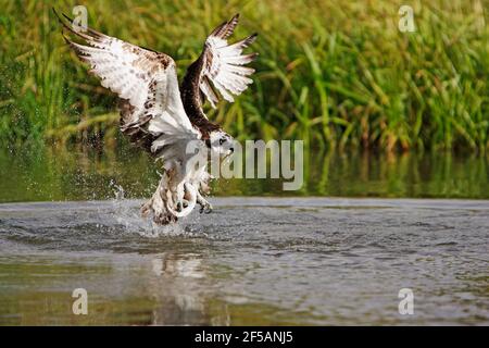 Osprey - cattura FishPandion haliaetus Finlandia BI014731 Foto Stock