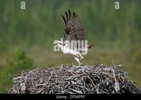 Osprey - partenza da NestPandion haliaetus Finlandia BI014823 Foto Stock