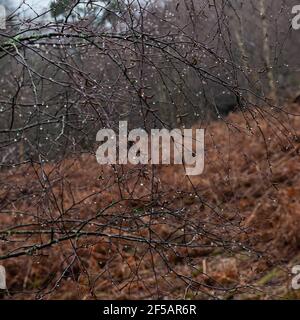 Gocce di pioggia su un ramo di albero in una fredda mattinata invernale nel sud dell'Inghilterra Foto Stock