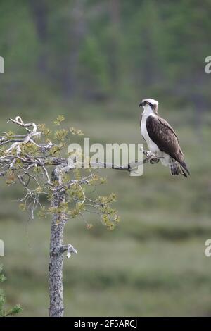 Osprey Pandion haliaetus Finlandia BI014857 Foto Stock