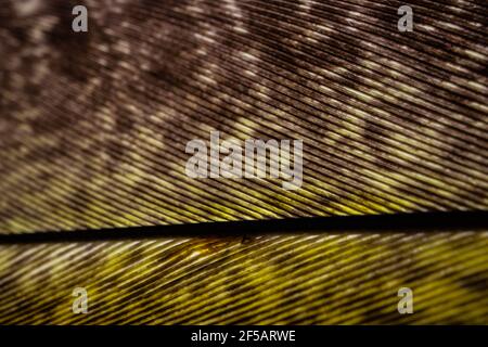 Parrot piuma macro texture, Blue macro piuma, piuma, animale, uccello, Regno Unito, Macaw, Blue e Purple Feathers Foto Stock