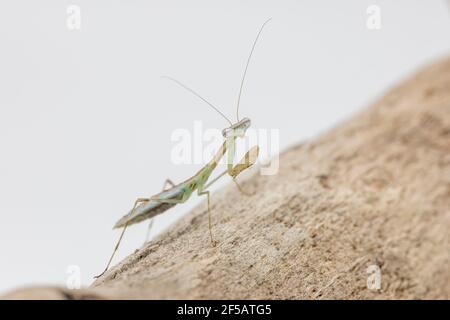 Un primo piano Macro di un malgascio marsanguinato Mantis, subito dopo il suo secondo molt. Foto Stock