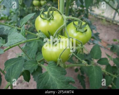 Mazzetto di grossi pomodori verdi su una boccola, crescente pomodoro selezionato in una serra Foto Stock