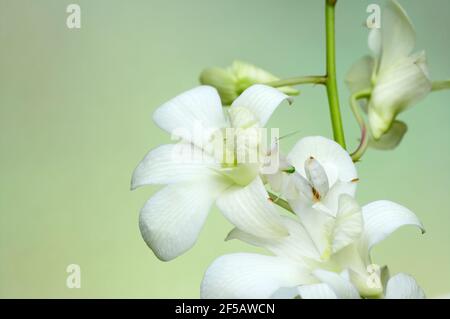 Orchidea Mantis - su orchidea che mostra camouflageHymenopus coronatus IN000635 Foto Stock