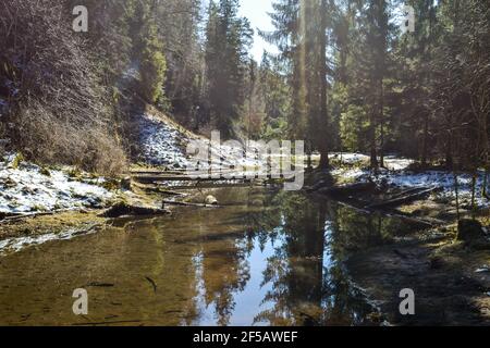 fiume nella foresta con un perfetto riflesso come uno specchio, che riflette i rami di alberi e il cielo blu. Gli alberi hanno rotto attraverso il fiume Foto Stock