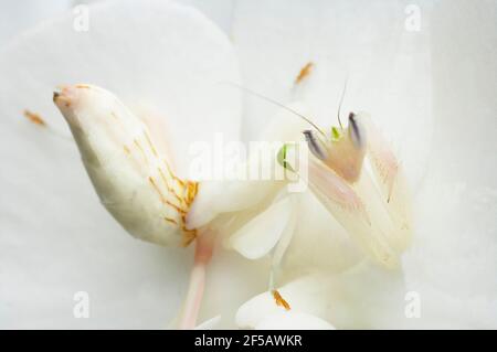 Orchidea Mantis - su orchidea di Phalenopsis che mostra camouflageHymenopus coronatus IN000656 Foto Stock