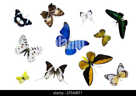 Insieme di diverse farfalle belle isolate su sfondo bianco. Foto Stock