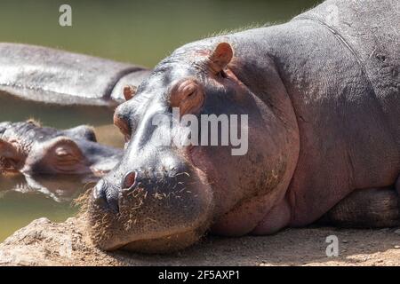 Hippopotamus sonno. Ippopotamo a riposo. Grande animale nello zoo. Ippopotami vicino all'acqua. Foto Stock