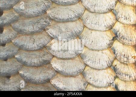 Bilance di pesce Koi Carp FI000057 Foto Stock