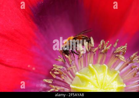 Red Mason Bee - on Opium Poppy FlowerOsmia rufa Essex, UK IN001110 Foto Stock