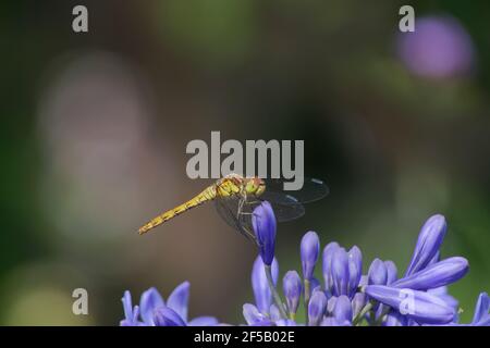 Common Darter Dragonfly - femmina su Agapanthus Flower Sympetrum striolatum Essex, Regno Unito AL001195 Foto Stock