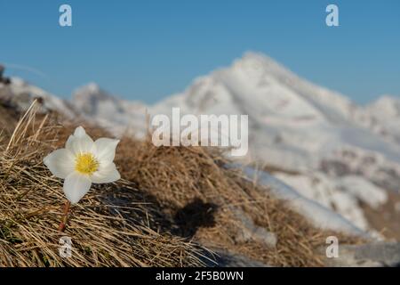 neve appena fiorita nella neve Foto Stock