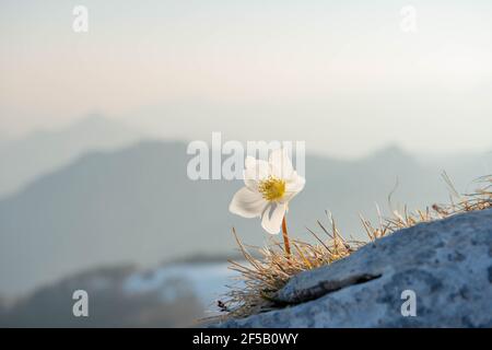 neve appena fiorita nella neve Foto Stock