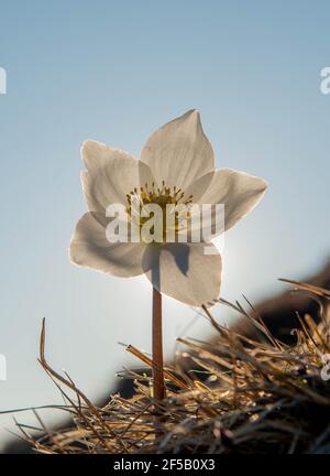 neve appena fiorita nella neve Foto Stock