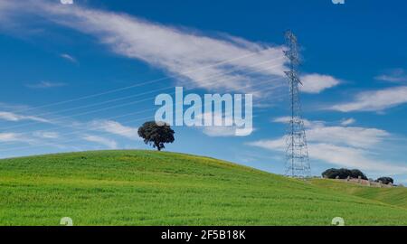 Lecci solitari su una collina verde accanto ad A. grande torre in metallo ad alta tensione sullo sfondo blu cielo Foto Stock